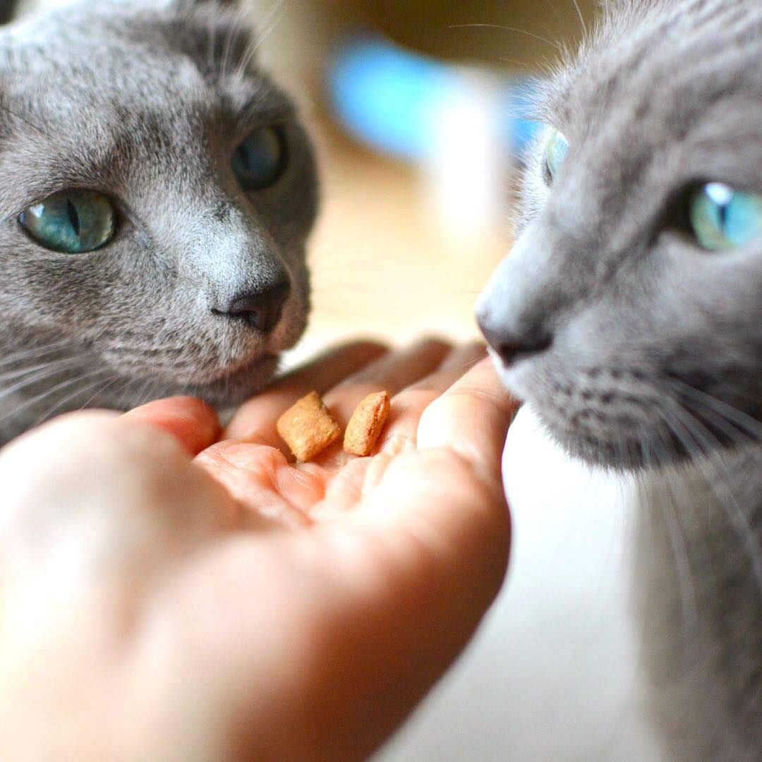 russian-blue-twin-cats001