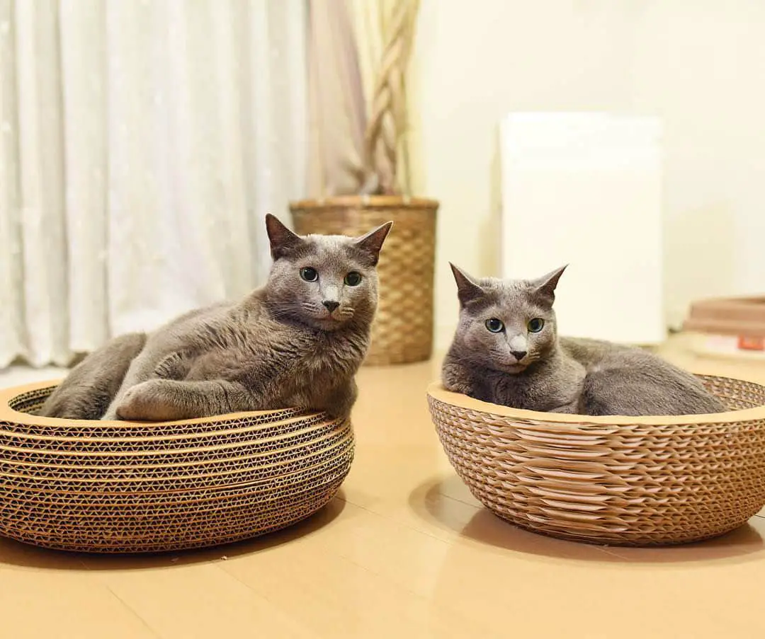 russian-blue-twin-cats008