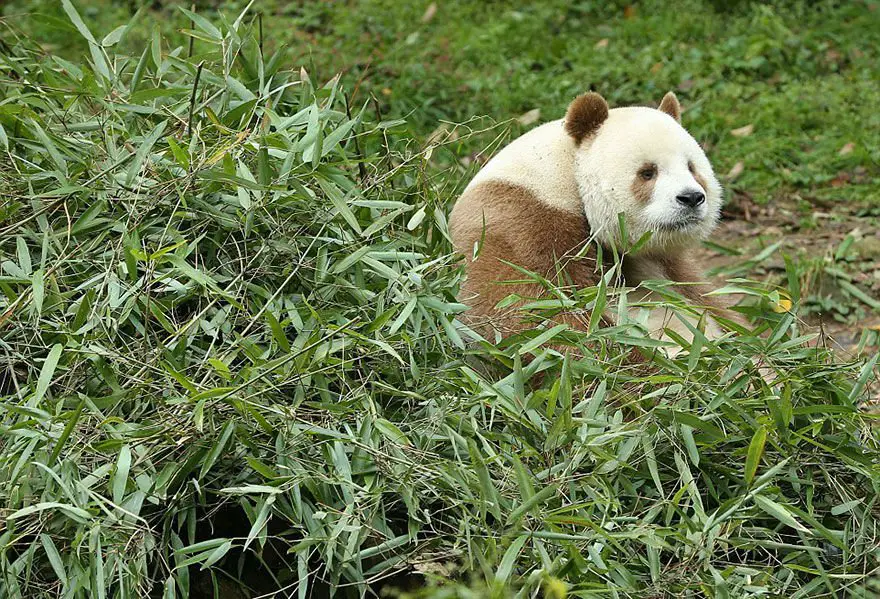 brown-panda001