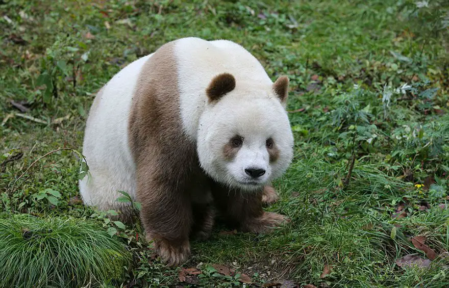 brown-panda003