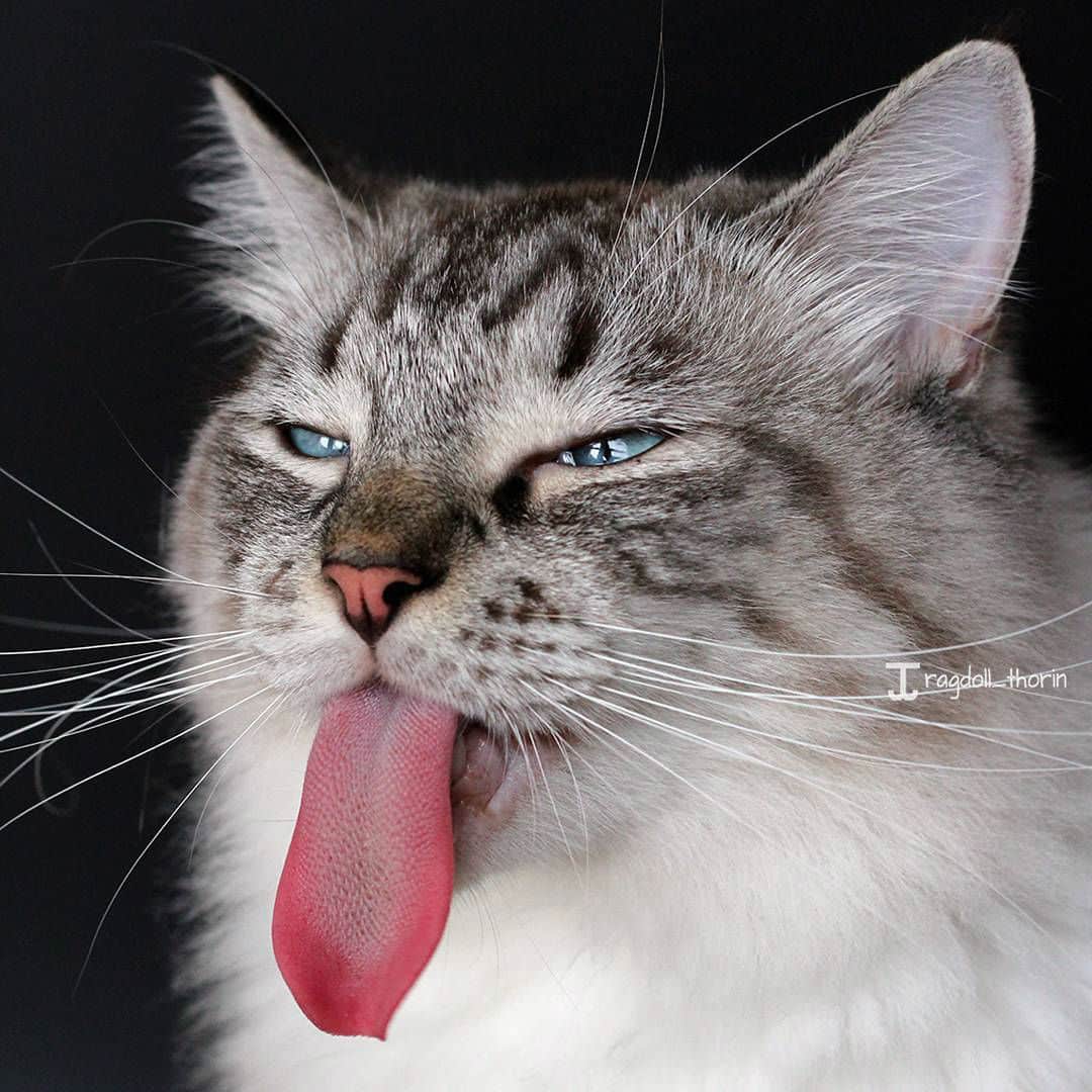 long-tongue-cat005