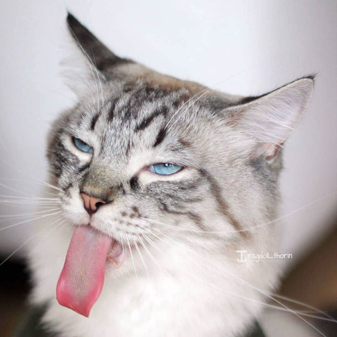 long-tongue-cat006