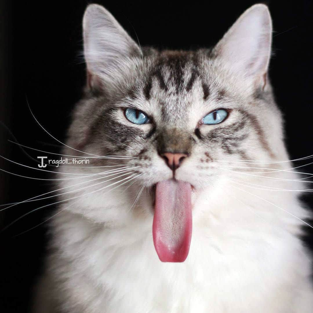 long-tongue-cat012