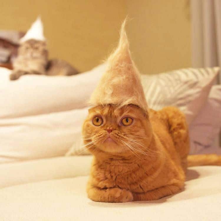 cat-hair-hat001