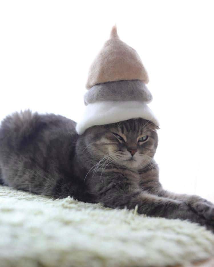 cat-hair-hat003
