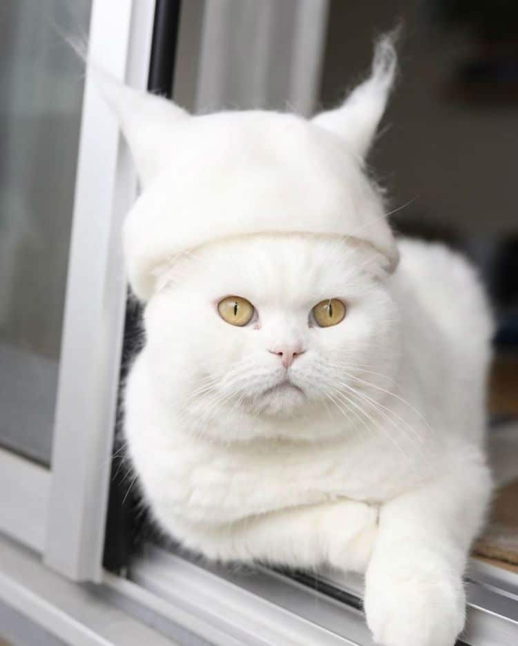 cat-hair-hat010