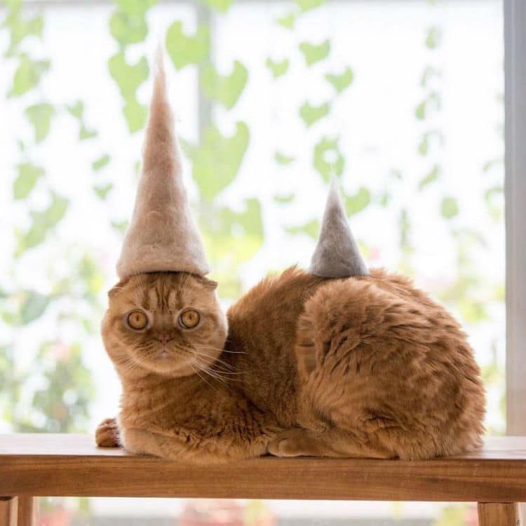 cat-hair-hat011