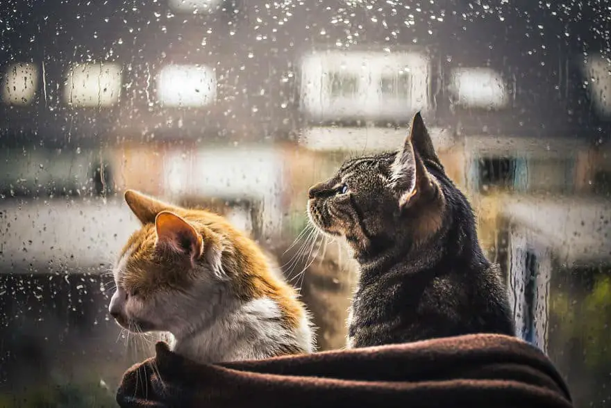 cats-rains001