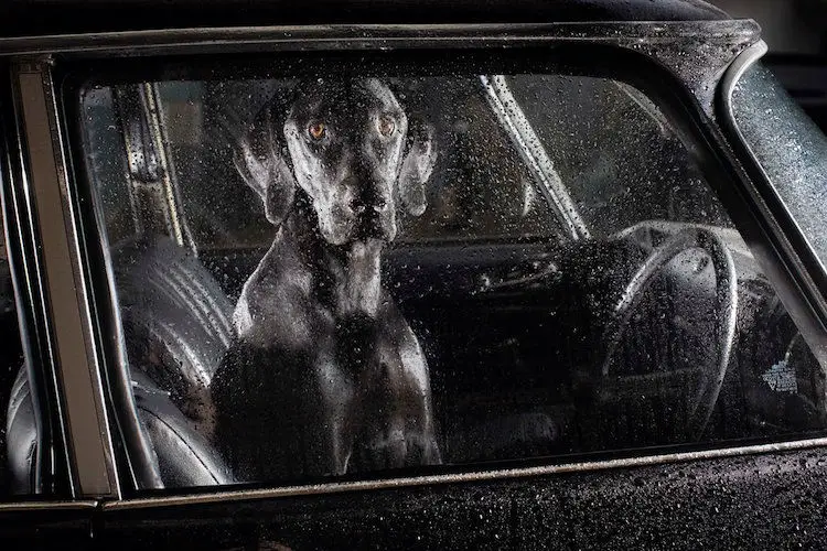 dogs-in-car001