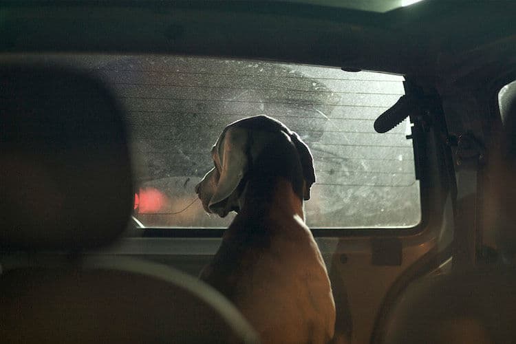 dogs-in-car005