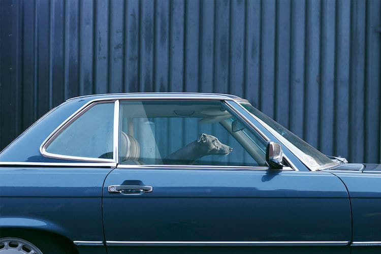 dogs-in-car008