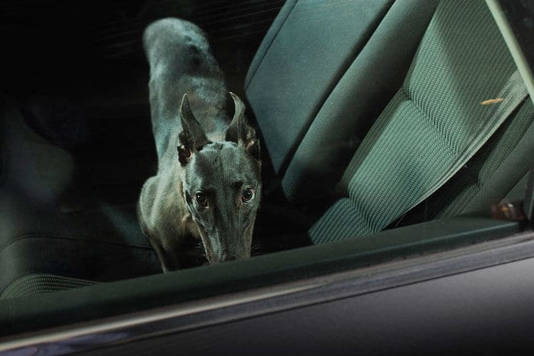 dogs-in-car009