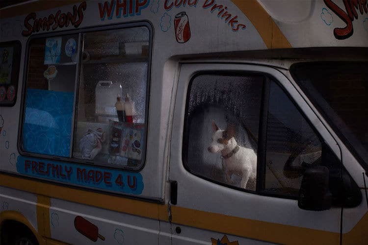 dogs-in-car011