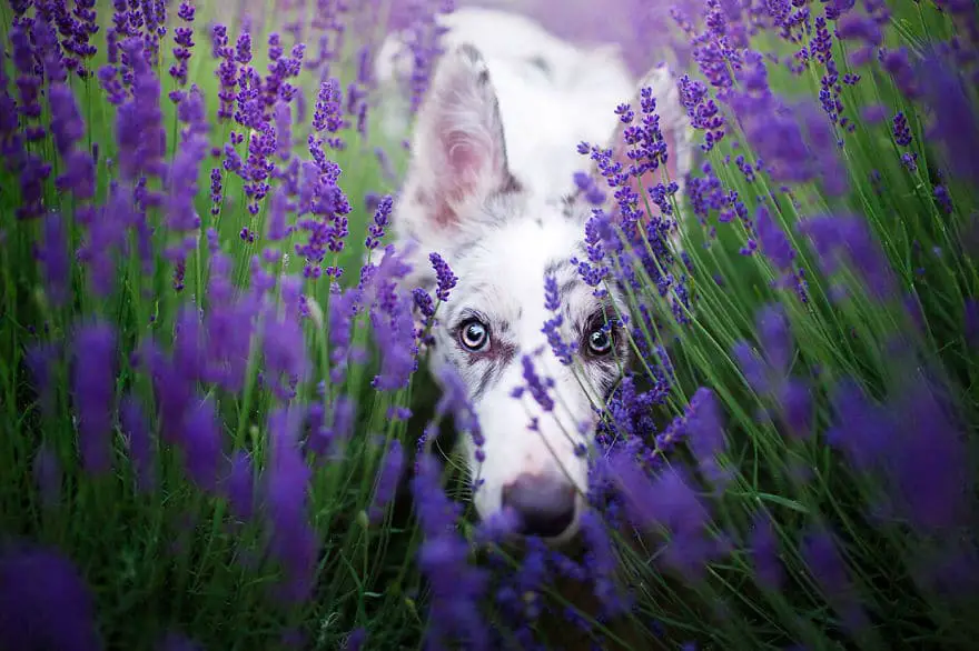 dogs-lavender-garden001