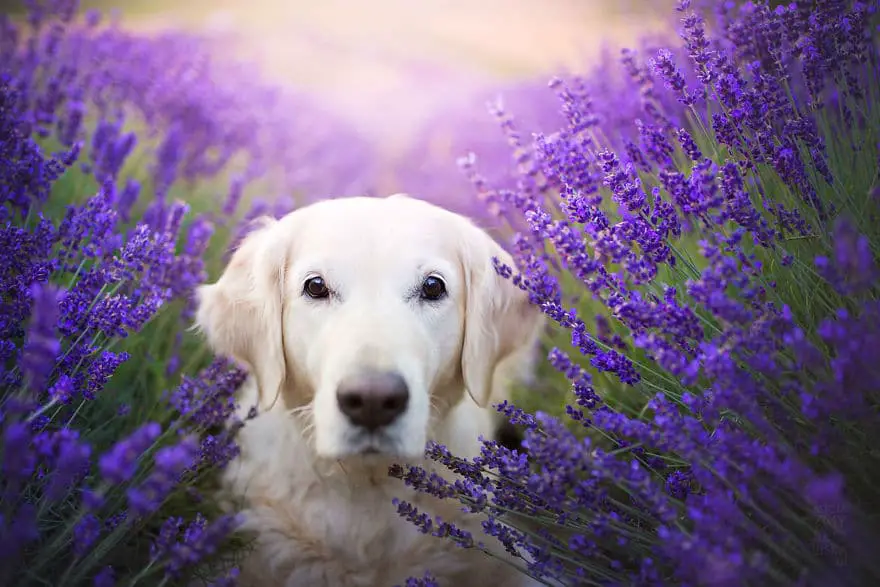 dogs-lavender-garden002
