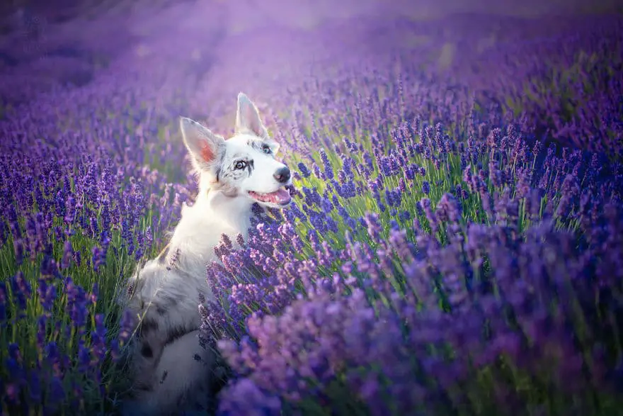 dogs-lavender-garden004