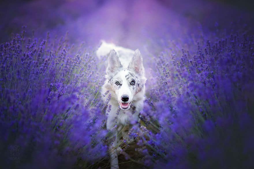 dogs-lavender-garden005