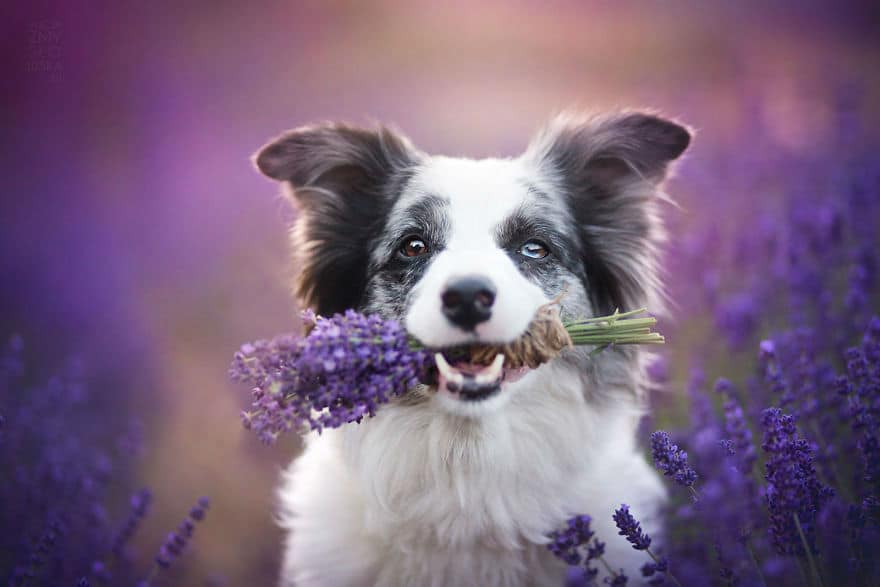 dogs-lavender-garden006