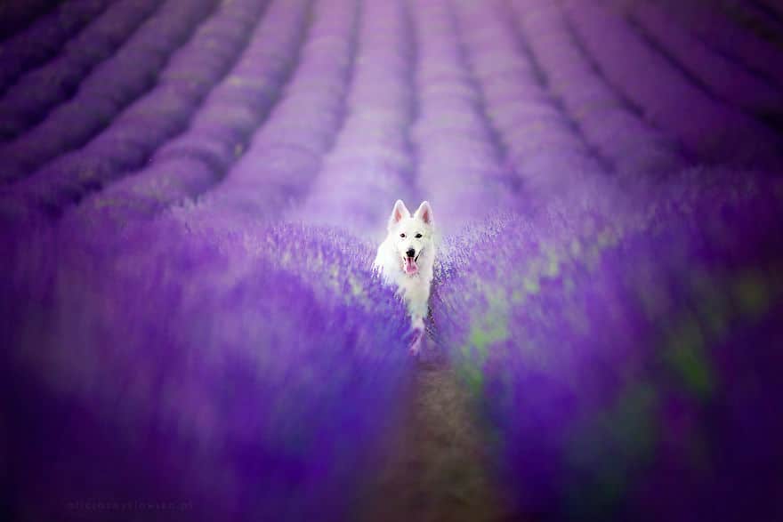 dogs-lavender-garden007