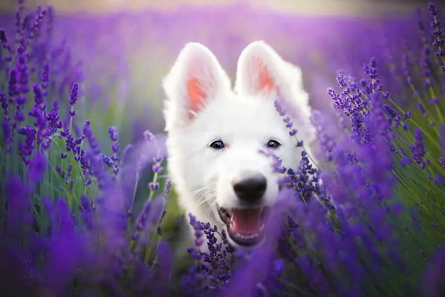dogs-lavender-garden008