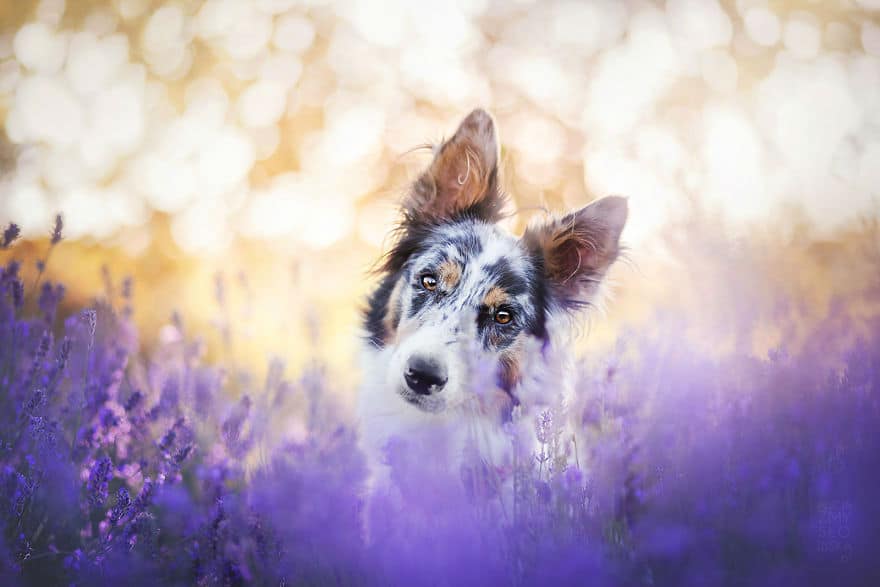 dogs-lavender-garden009