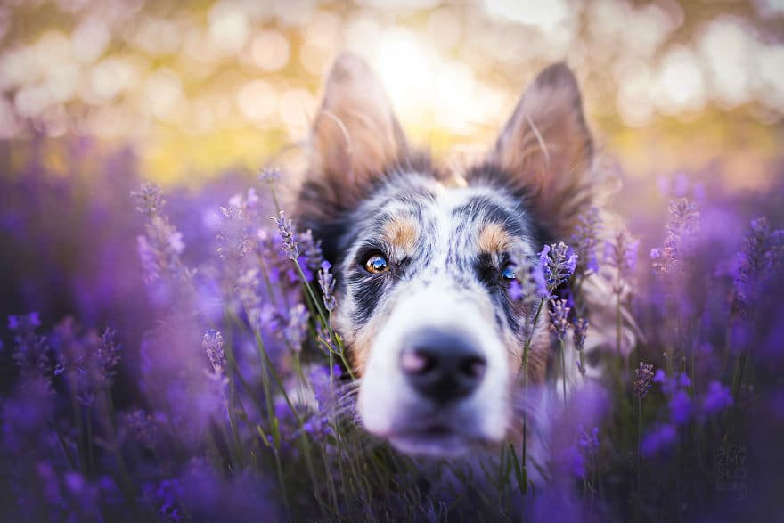 dogs-lavender-garden010