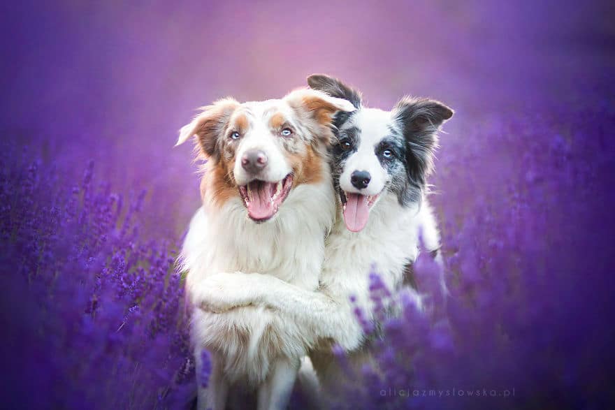 dogs-lavender-garden011