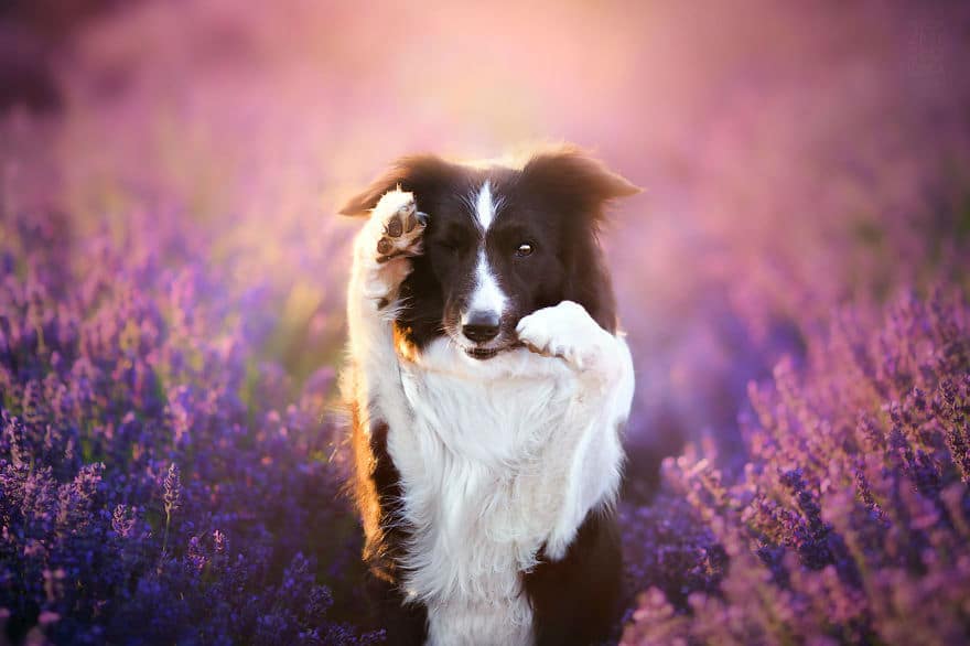 dogs-lavender-garden012