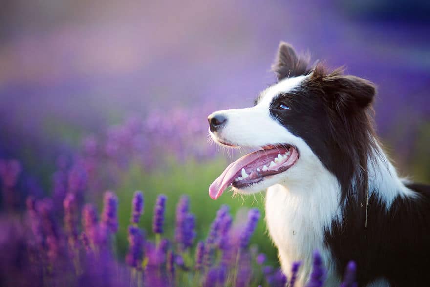 dogs-lavender-garden013