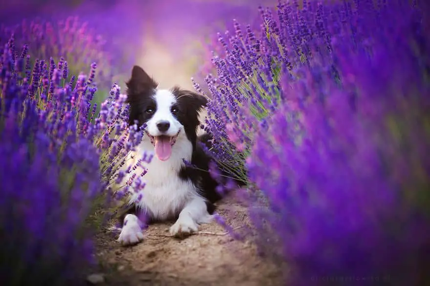 dogs-lavender-garden015