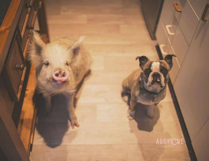 dogs-pig005