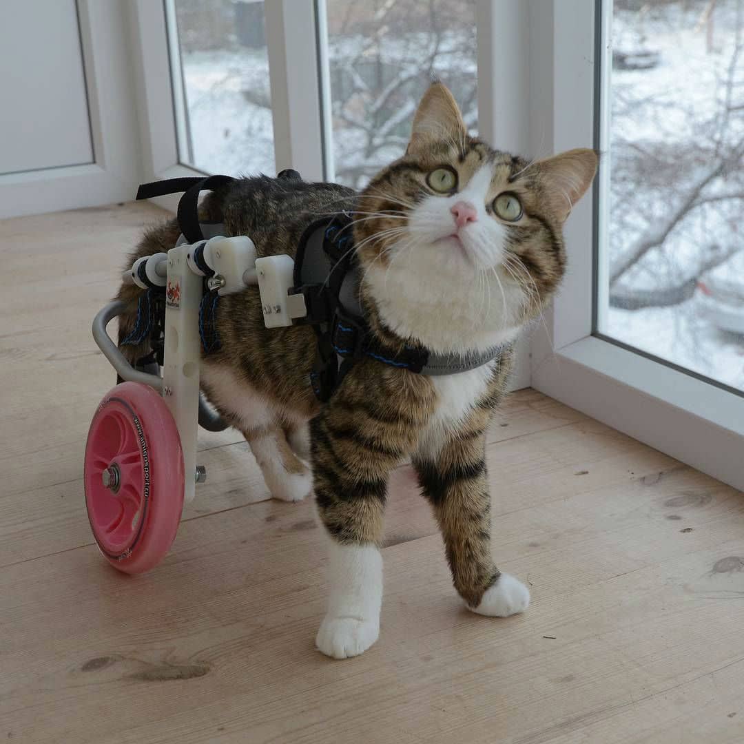 handicat-rexie007