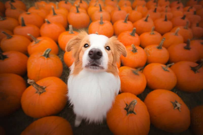 Two Adorable Dogs Captured While Having Fun With Halloween Pumpkins two-adorable-dogs-captured-while-having-fun-with-halloween-pumpkins