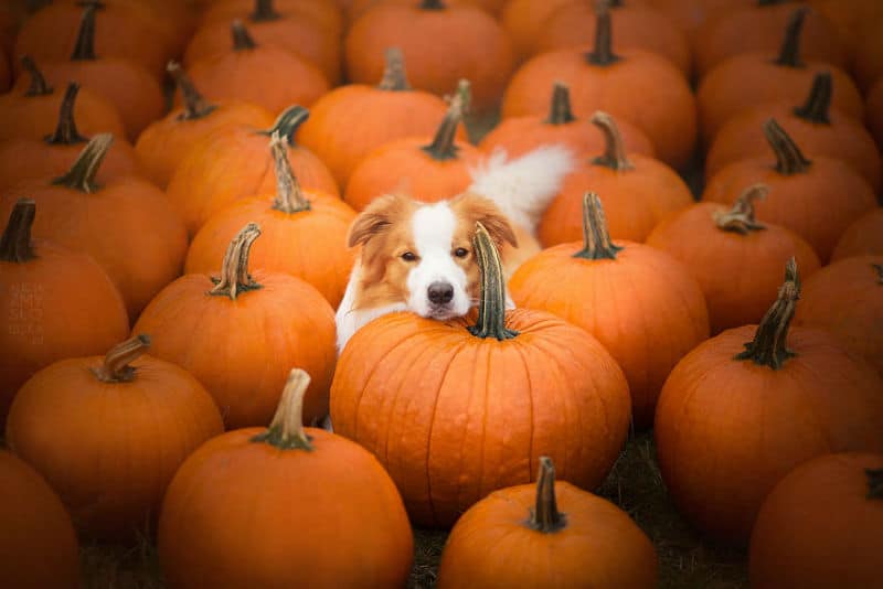 pumpkin-dog002