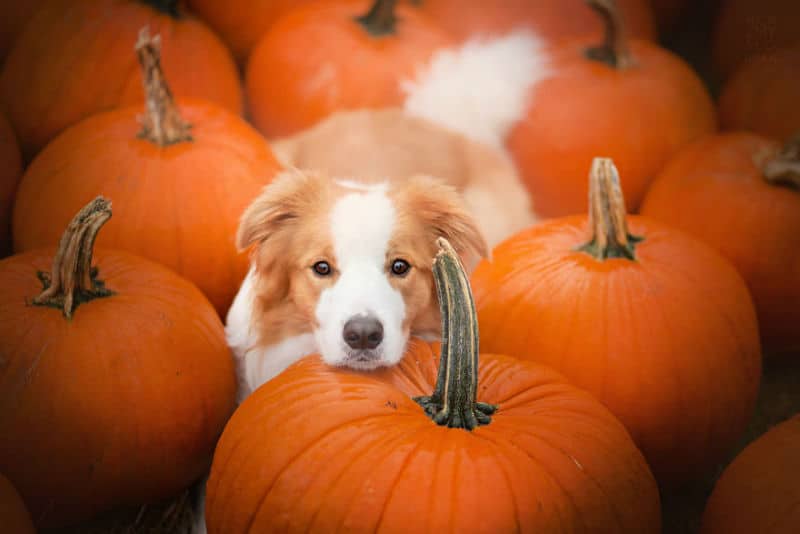 pumpkin-dog003