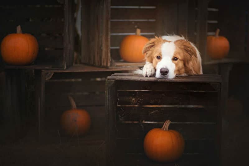pumpkin-dog004