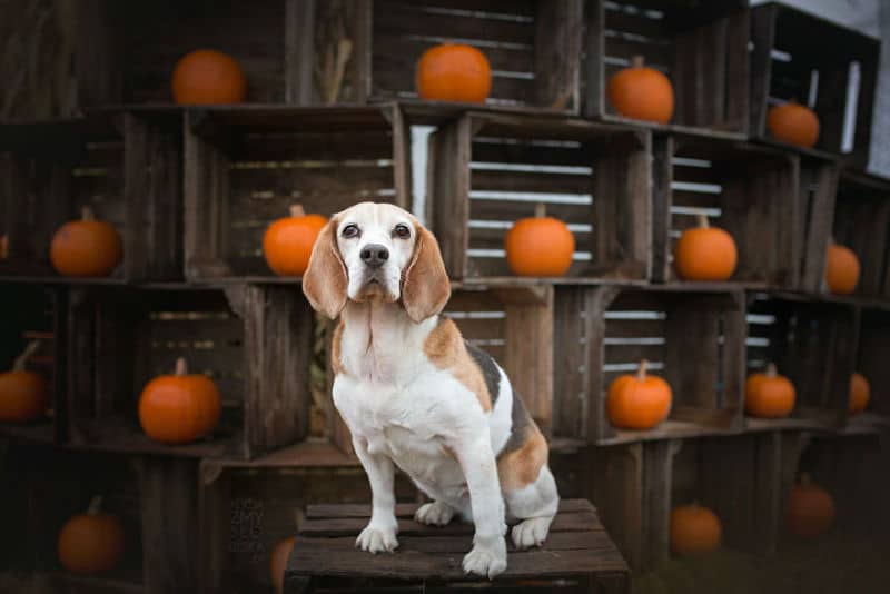 pumpkin-dog005