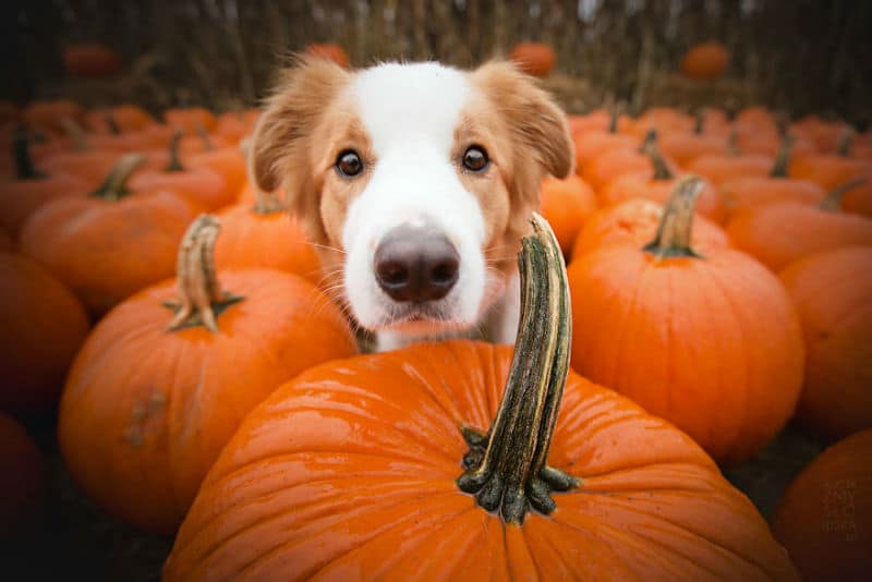 pumpkin-dog006