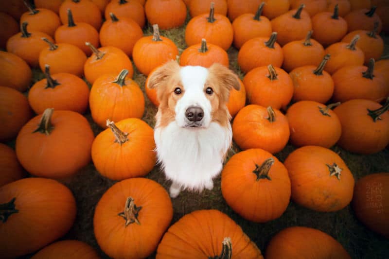 pumpkin-dog009