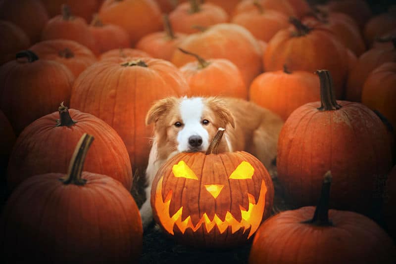 pumpkin-dog010