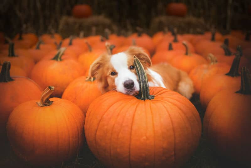 pumpkin-dog011