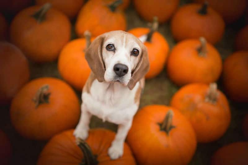 pumpkin-dog012