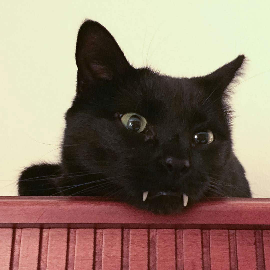Meet Monk, the Adorable Black Vampire Kitten