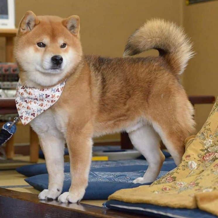 Ryuji is an Adorable Shiba Inu Puppy Who’s Taking Over the Instagram ...