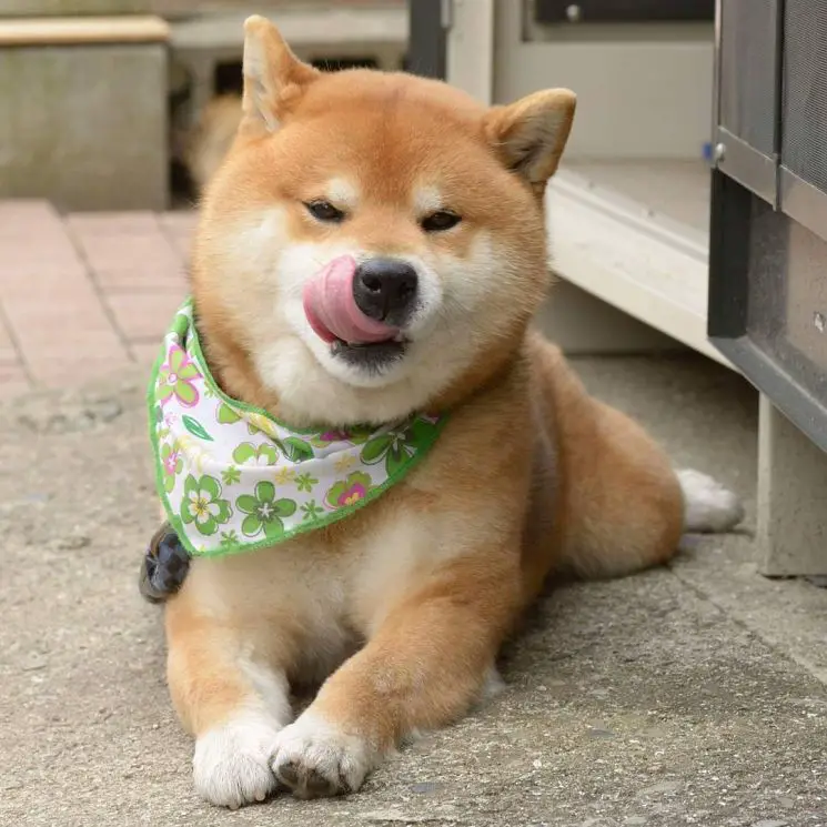 Ryuji is an Adorable Shiba Inu Puppy Who's Taking Over the ...