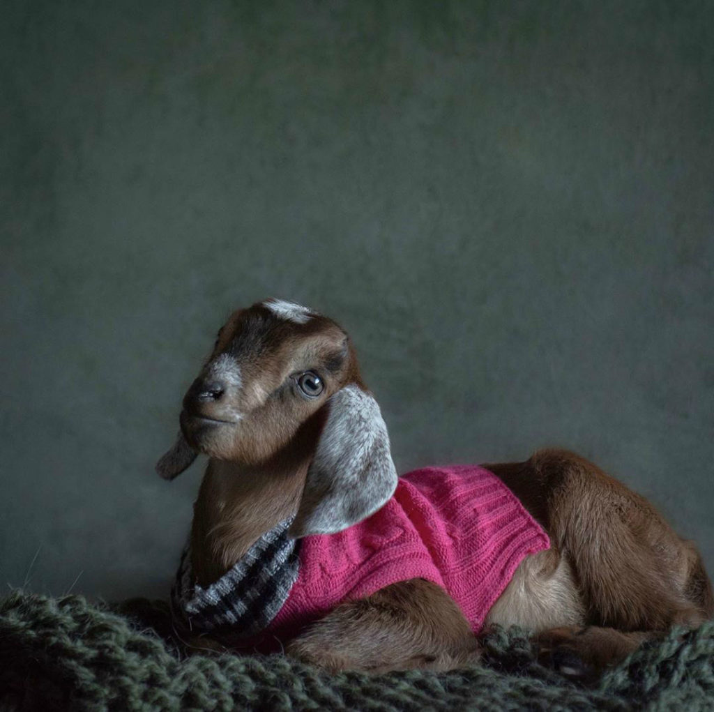 Baby Goats in Delightful Photo Session Just Like Newborn Babies