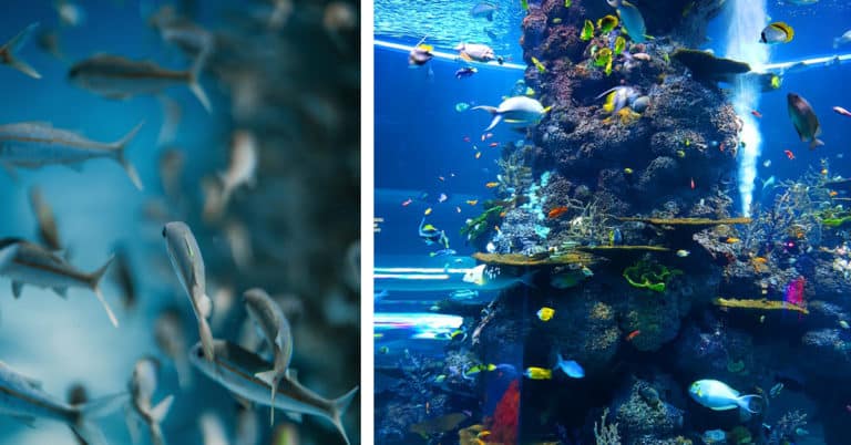 Ultimate Guide to Successful Fishkeeping