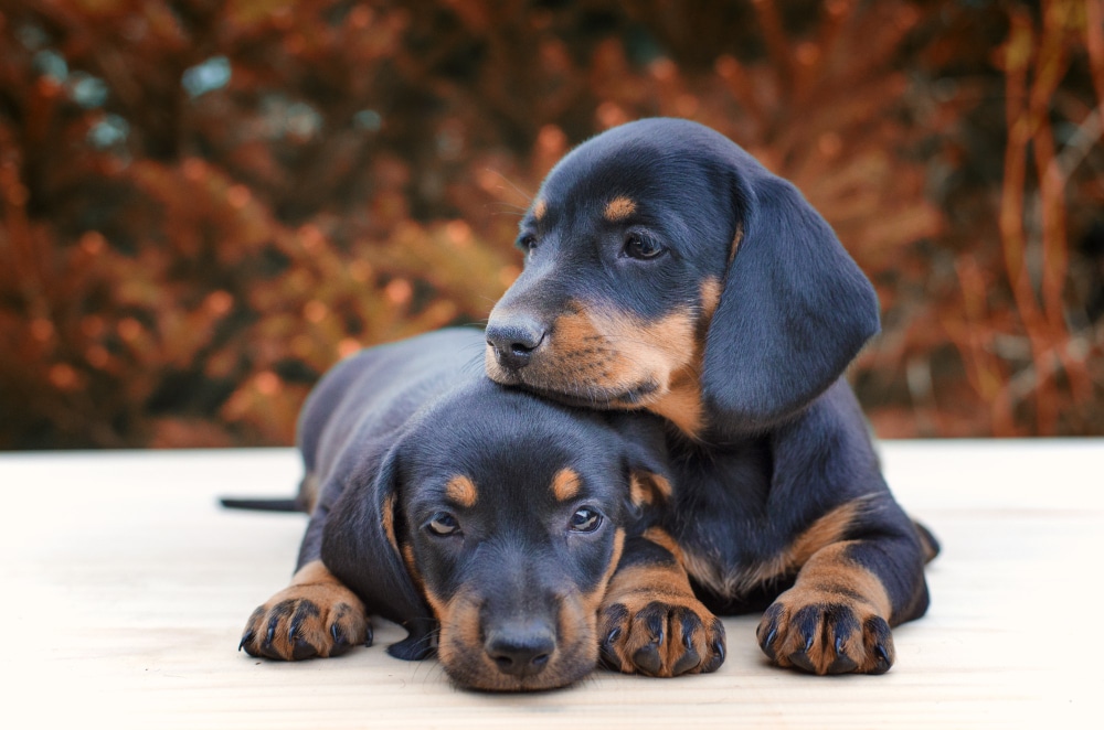 pet insurance for little dogs