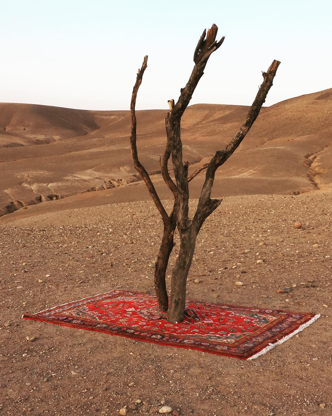 a picture of the desert with a withered tree placed on top of an Iranian carpet 