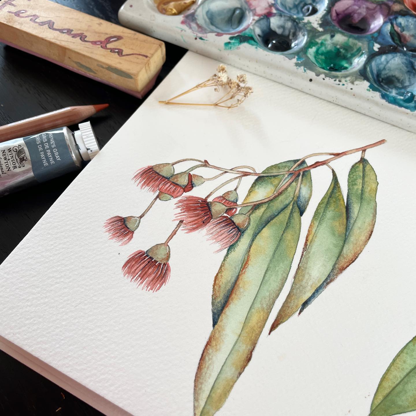 eucaliyptus watercolor painting